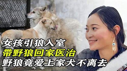 引狼入室在线观看